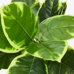 Planta artificial en maceta Ficus 145cm