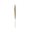 Rama de flor seca pampa 150cm