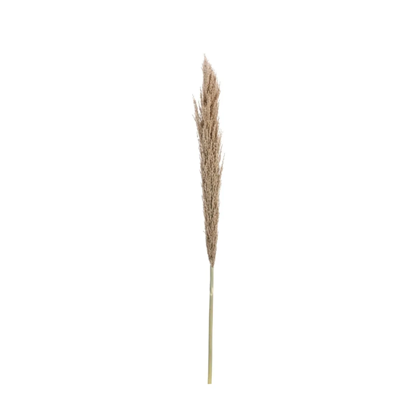 Rama de flor seca pampa 150cm