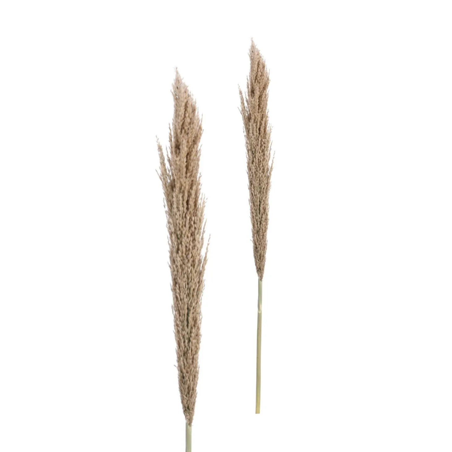 Rama de flor seca pampa 150cm